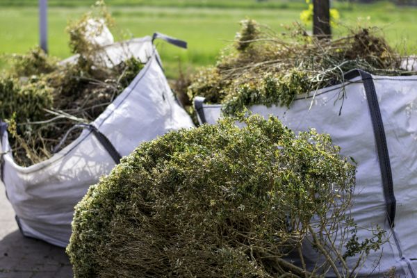 Blackberry Bush Removal